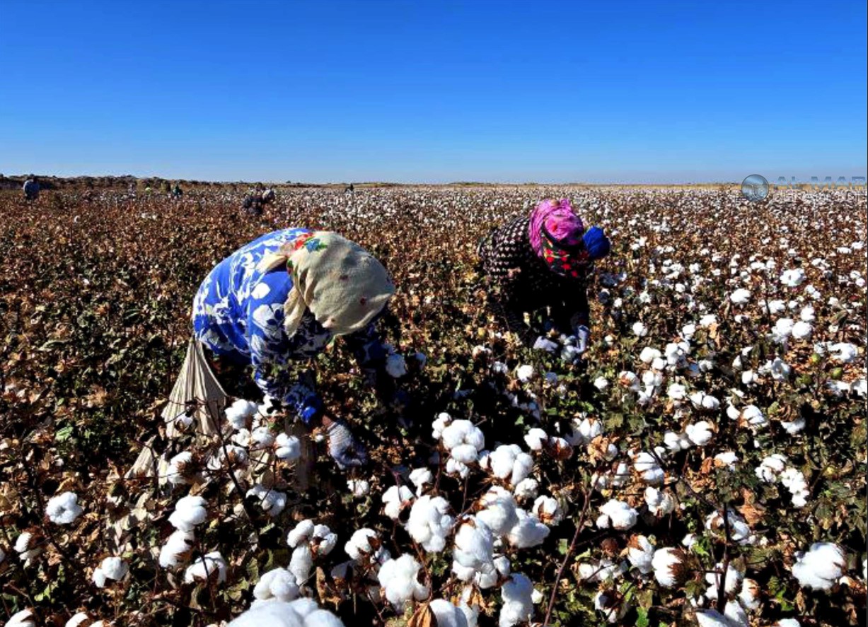 Conducting a comprehensive audit of Better Cotton partners