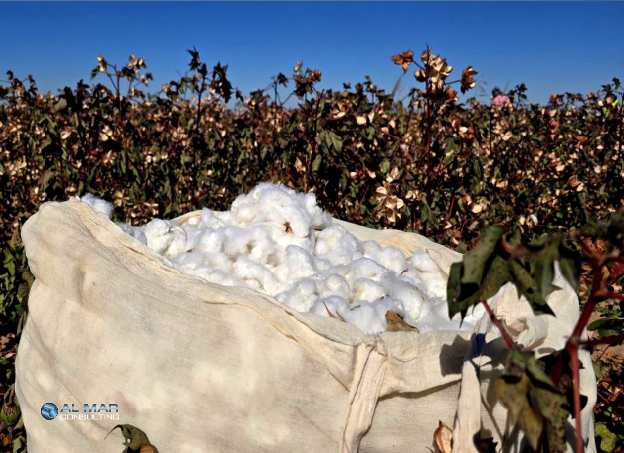 Conducting a comprehensive audit of Better Cotton partners